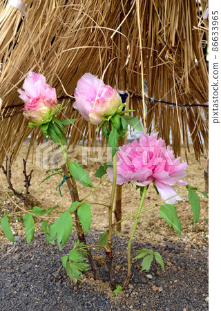 Taima-dera Okuin的冷牡丹花 86633965