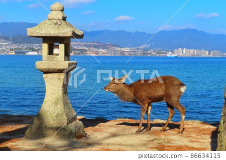 [廣島縣]宮島海鹿嚴島神社 86634115