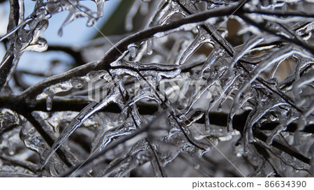 Frozen branches in winter rain Frozen branches in winter rain 86634390