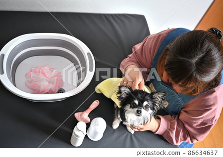 吉娃娃美容,一個用毛巾擦狗的女人 吉娃娃美容,一個用毛巾擦狗的女人 86634637