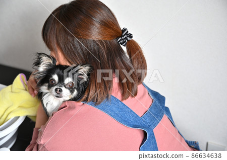 Chihuahua grooming for dog care Chihuahua grooming for dog care 86634638