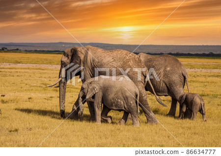 Elephants with baby elephants. Kenya National Park. Africa. Elephants with baby elephants. Kenya National Park. Africa. 86634777