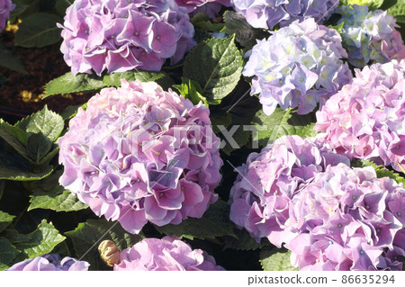 Beautiful purple hydrangea flowers blooming in the garden. Beautiful purple hydrangea flowers blooming in the garden. 86635294