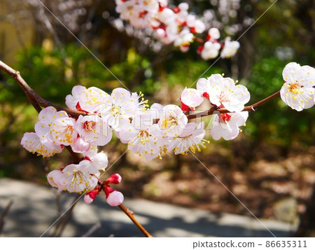 Plum blossom Plum blossom 86635311
