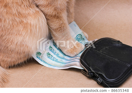 red cat touching Russian banknotes worth 1000 rubles 86635348