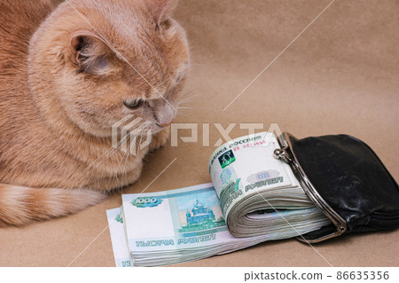Wealth. Savings. A red-haired cat looking at a bundle of Russian banknotes worth 1000 rubles Wealth. Savings. A red-haired cat looking at a bundle of Russian banknotes worth 1000 rubles 86635356
