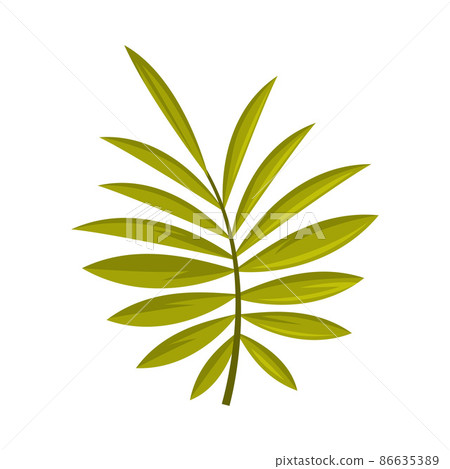 Green Tropical Leaf and Foliage of Bali Vector Illustration 86635389