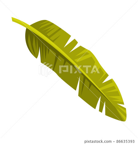 Green Tropical Leaf and Foliage of Bali Vector Illustration Green Tropical Leaf and Foliage of Bali Vector Illustration 86635393