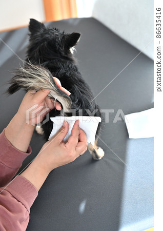 Dog anal gland squeezing Chihuahua grooming Dog anal gland squeezing Chihuahua grooming 86635416