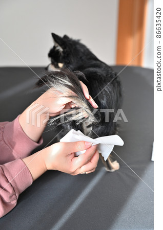 Chihuahua grooming for women who squeeze the anal glands of dogs Chihuahua grooming for women who squeeze the anal glands of dogs 86635420