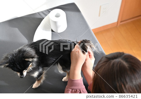 Chihuahua grooming for women who squeeze the anal glands of dogs Chihuahua grooming for women who squeeze the anal glands of dogs 86635421