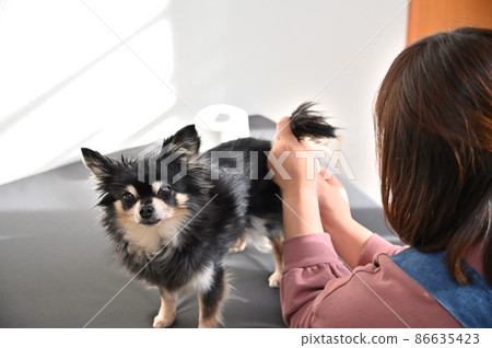 吉娃娃美容為擠壓狗肛門腺的女性 86635423