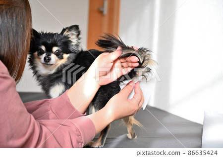 吉娃娃美容為擠壓狗肛門腺的女性 86635424