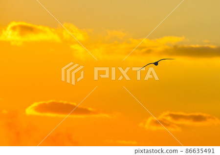 Seagulls flying towards the setting sun 86635491