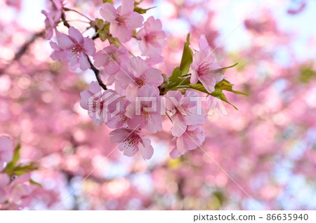 Kawazu cherry blossoms up 86635940