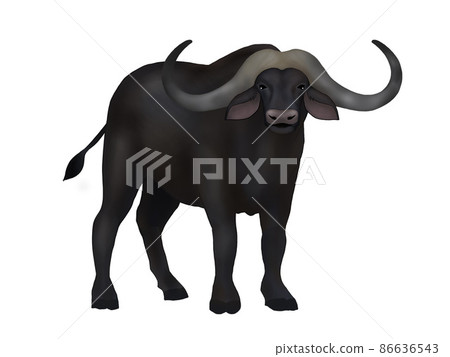 Illustration of African buffalo Illustration of African buffalo 86636543