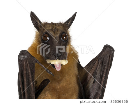 Fruit bat aka chiroptera on white background 86636566