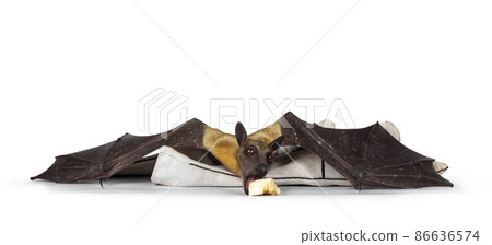 Fruit bat aka chiroptera on white background Fruit bat aka chiroptera on white background 86636574