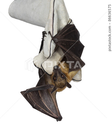Fruit bat aka chiroptera on white background 86636575
