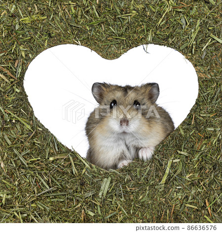 Hamster in Valentine setting Hamster in Valentine setting 86636576