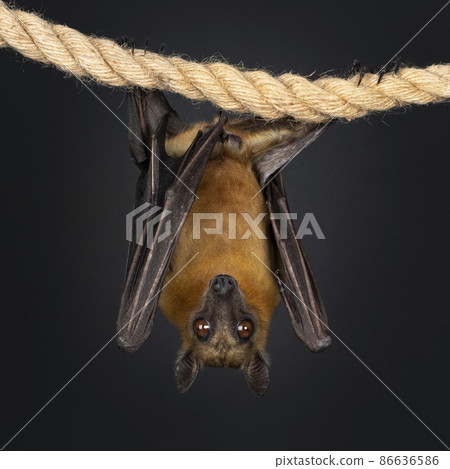 Fruit bat aka chiroptera on black background Fruit bat aka chiroptera on black background 86636586