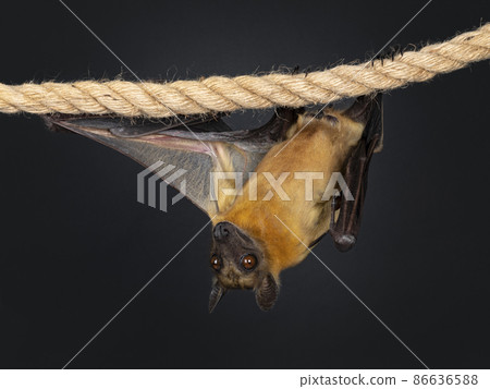 Fruit bat aka chiroptera on black background 86636588