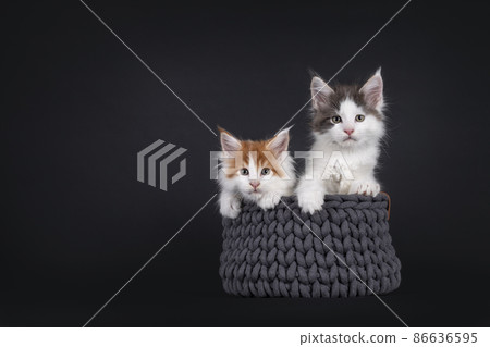 Maine Coon kittens on black background 86636595