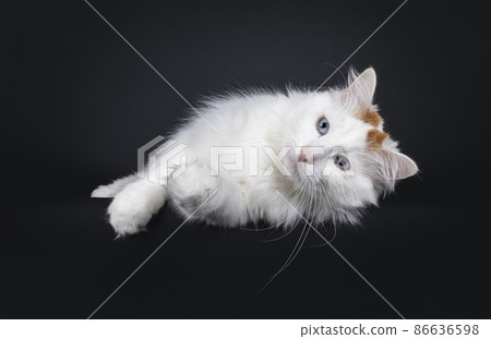 Turkish Van cat on black background 86636598
