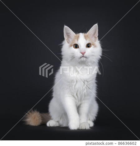 Turkish Van cat kitten on black background Turkish Van cat kitten on black background 86636602