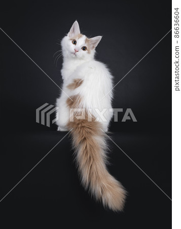 Turkish Van cat kitten on black background Turkish Van cat kitten on black background 86636604