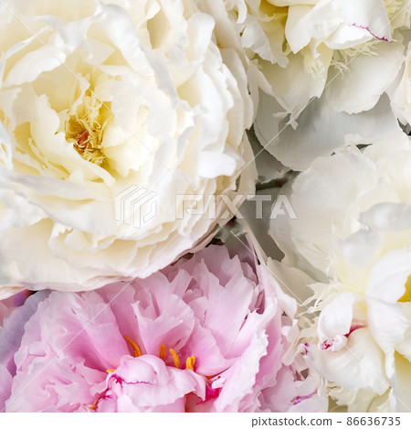 Pink and white peonies flowers, close up Pink and white peonies flowers, close up 86636735