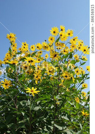 Jerusalem artichoke flower called natural insulin 86636915