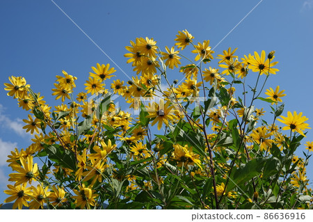Jerusalem artichoke flower called natural insulin 86636916