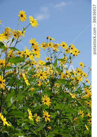Jerusalem artichoke flower called natural insulin 86636917