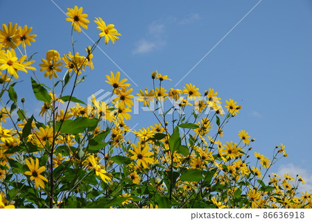 Jerusalem artichoke flower called natural insulin 86636918