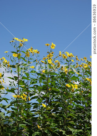 Jerusalem artichoke flower called natural insulin 86636919