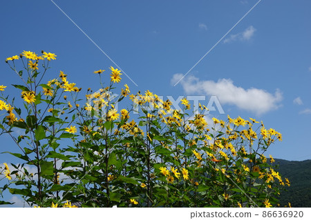 Jerusalem artichoke flower called natural insulin 86636920