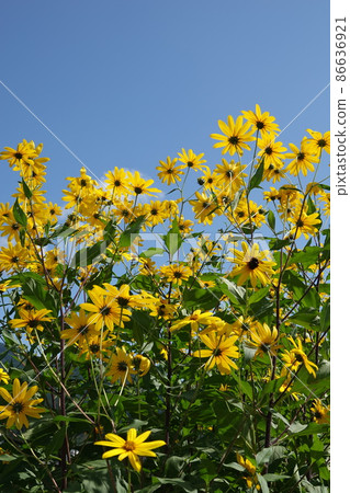 Jerusalem artichoke flower called natural insulin 86636921