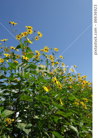 Jerusalem artichoke flower called natural insulin 86636923