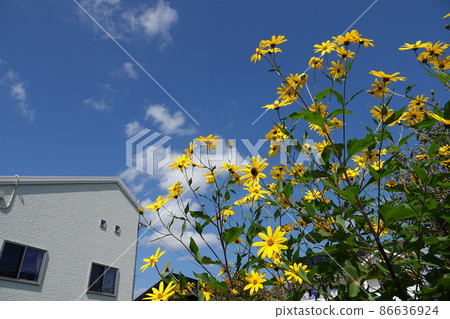 Jerusalem artichoke flower called natural insulin 86636924