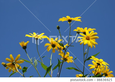 Jerusalem artichoke flower called natural insulin 86636925