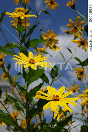Jerusalem artichoke flower called natural insulin 86636926