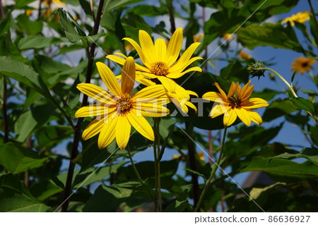 Jerusalem artichoke flower called natural insulin 86636927