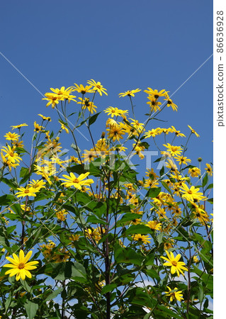 Jerusalem artichoke flower called natural insulin 86636928