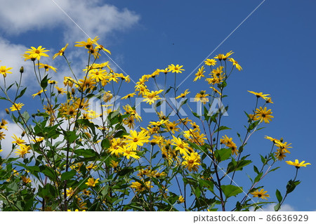 Jerusalem artichoke flower called natural insulin 86636929