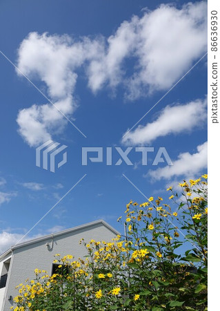 Jerusalem artichoke flower called natural insulin 86636930