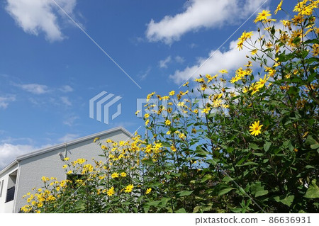 Jerusalem artichoke flower called natural insulin 86636931