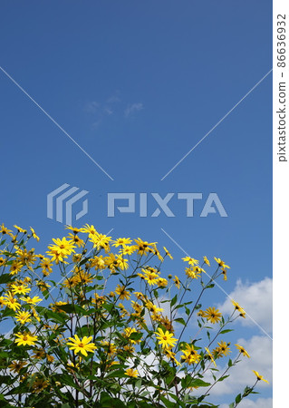 Jerusalem artichoke flower called natural insulin 86636932