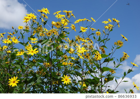 Jerusalem artichoke flower called natural insulin 86636933