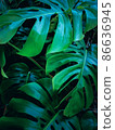 Dark toned image of a monstera tropical lush foliage - ideal for trendy wall canvas decoration. 86636945